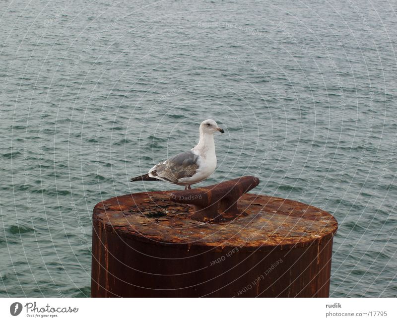 seagull Seagull San Francisco Bird Lake Ocean Rust