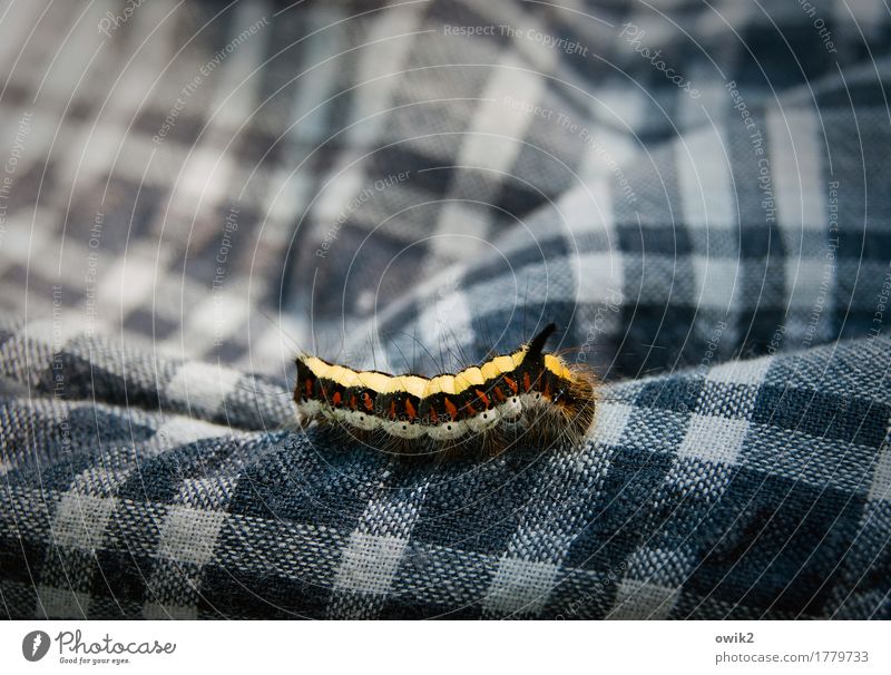 boy scout Caterpillar 1 Animal Checkered Shirt Movement Crawl Authentic Small Near Blue Multicoloured Willpower Patient Cuddly Slowly Colour photo Exterior shot