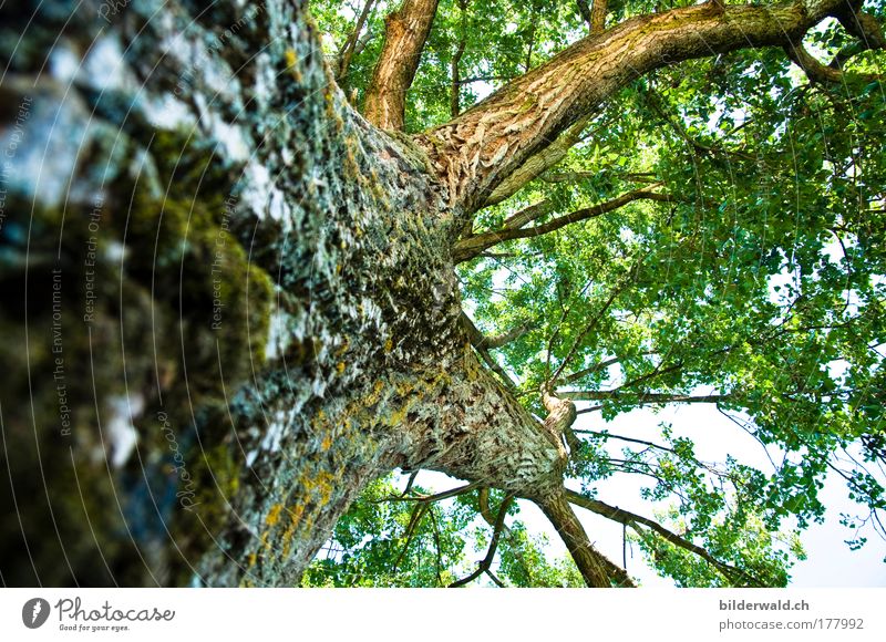Simply Tree Colour photo Exterior shot Deserted Day Light Shadow Contrast Sunlight Back-light Worm's-eye view Summer Nature Animal Old Firm Gigantic Large