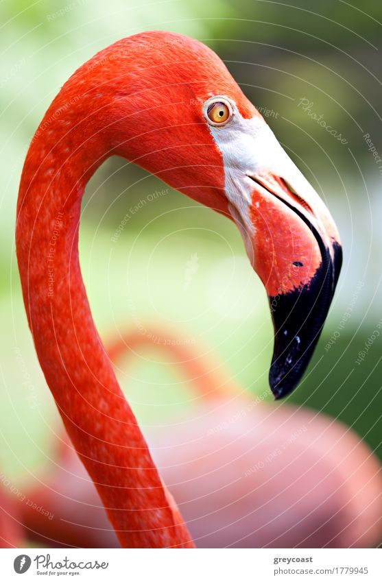 Close-up shot of beautiful and graceful American flamingo on blurred green background Exotic Beautiful Environment Nature Animal Bird Flamingo 1 Pink Red Colour