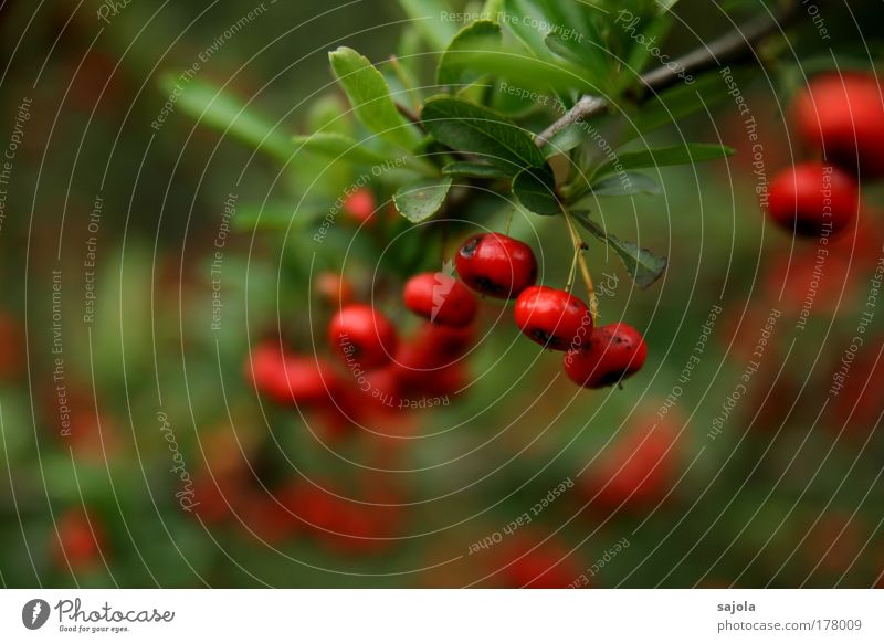 Red Berries Colour photo Exterior shot Close-up Copy Space left Copy Space bottom Day Shallow depth of field Environment Nature Plant Bushes Foliage plant