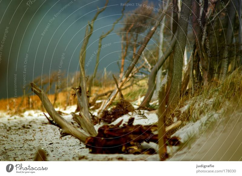 western beach Colour photo Exterior shot Day Environment Nature Landscape Plant Sand Sky Tree Coast Beach Baltic Sea Ocean Wild Freedom Life Western Beach Darss