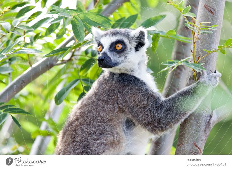 Ring-tailed lemur (Lemur catta) Zoo Nature Animal Tree Black White Africa Madagascar one primates Wilderness Colour photo