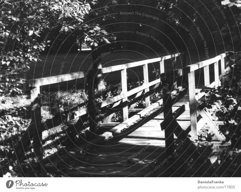 Where are you going? Wood Forest Black & white photo Bridge Lanes & trails Nature Shadow Sun