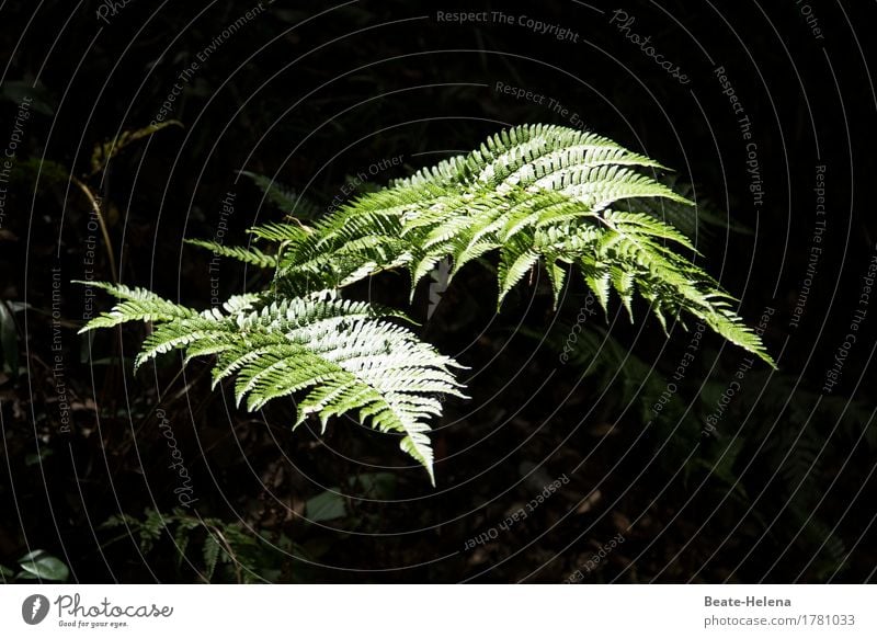 ray of hope Elegant Nature Plant Fern Forest Lanes & trails Illuminate Esthetic Glittering Bright Clean Point Green Black Moody Uniqueness Exotic Fern leaf