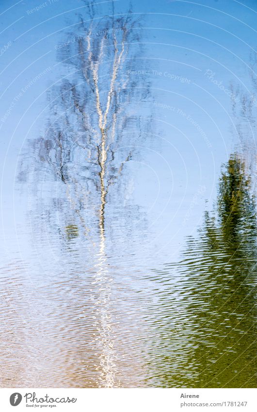 vanishing Nature Elements Water Sky Cloudless sky Beautiful weather Tree Birch tree Lakeside Pond Bright Natural Blue White Ease Transience Undulating Blur