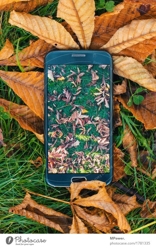 smarter beginning of autumn Cellphone Hardware High-tech Telecommunications Internet Environment Meadow Idyll Leaf PDA Photography Camera Screen Take a photo