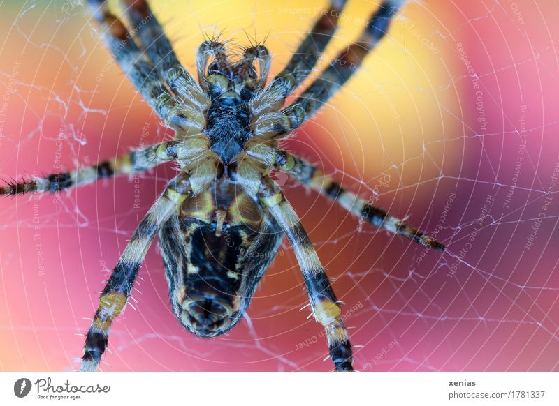 Macro shot of a cross spider in a spider's web against a background of yellow and red Spider Cross spider Close-up Garden 1 Animal Crucifix Brown Yellow Red