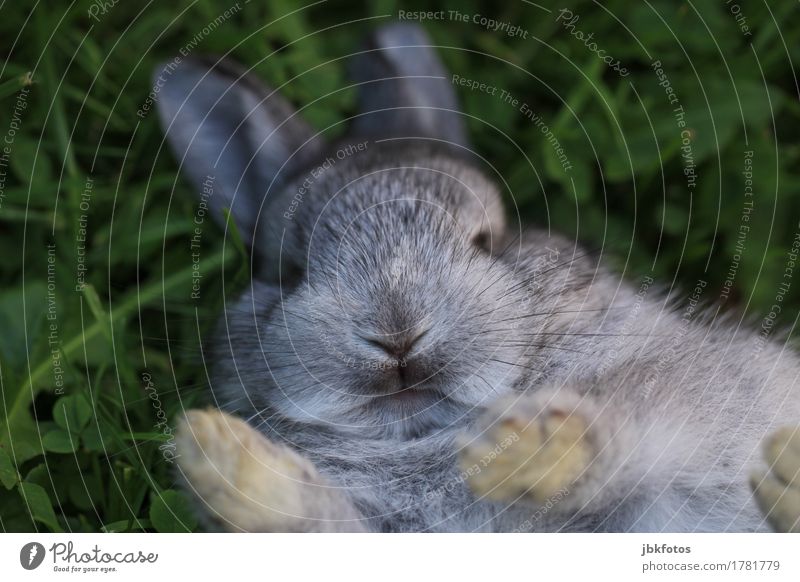 nothing with pre-Christmas stress Food Nutrition Animal Pet Farm animal Wild animal Hare & Rabbit & Bunny Baby animal Beautiful Uniqueness Cuddly Gray Silver