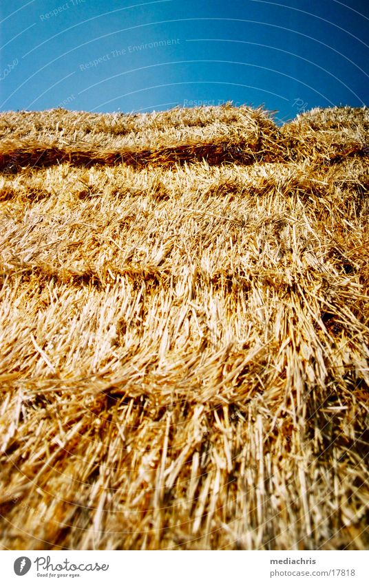 hay bales Straw Bale of straw Detail Blade of grass Blue sky fur