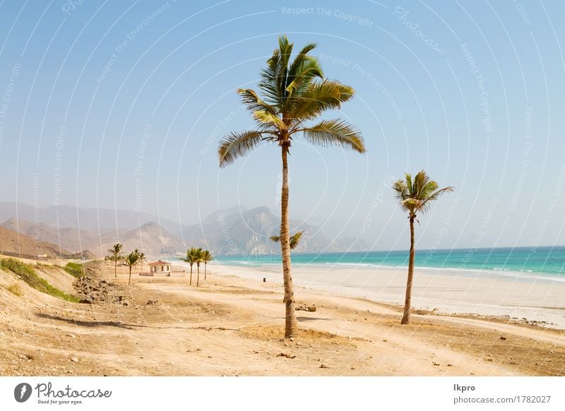 palm and mountain in oman arabic sea the hill Vacation & Travel Tourism Summer Sun Beach Ocean Culture Environment Nature Landscape Plant Sand Sky Horizon Leaf
