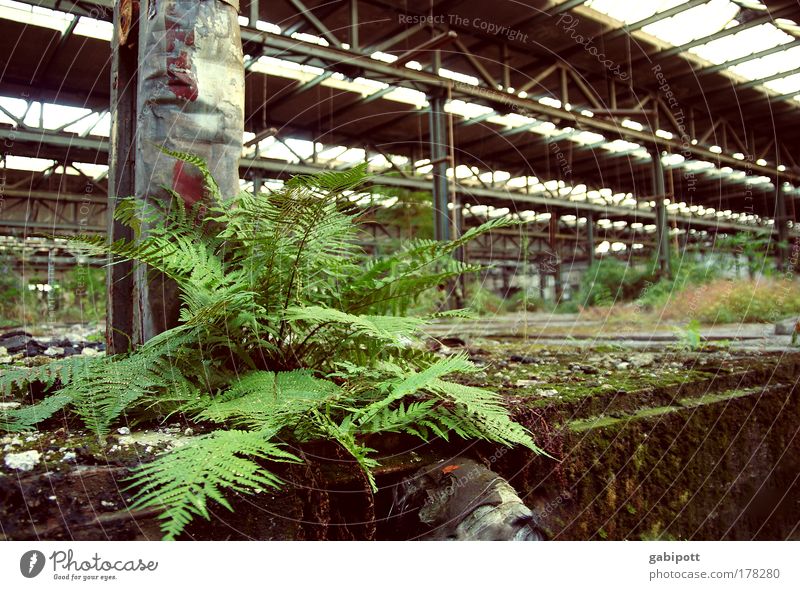 UrbanFern Colour photo Interior shot Close-up Deserted Day Wide angle Plant Fern leaf Industrial plant Manmade structures Building Hall Warehouse Going Ruin