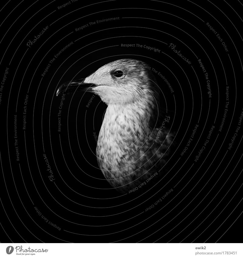 Your Honour Bird Seagull 1 Animal Observe Looking Dark Near Secrecy Watchfulness Serene Calm Dignity Majestic Earnest Neck Head Beak Eyes Feather