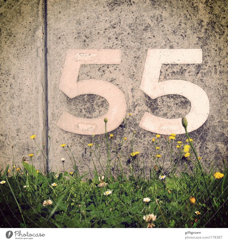 caesium Spring Summer Plant Flower Grass Blossom Wall (barrier) Wall (building) Arrangement Orientation Signs and labeling 55 fifty-five Digits and numbers