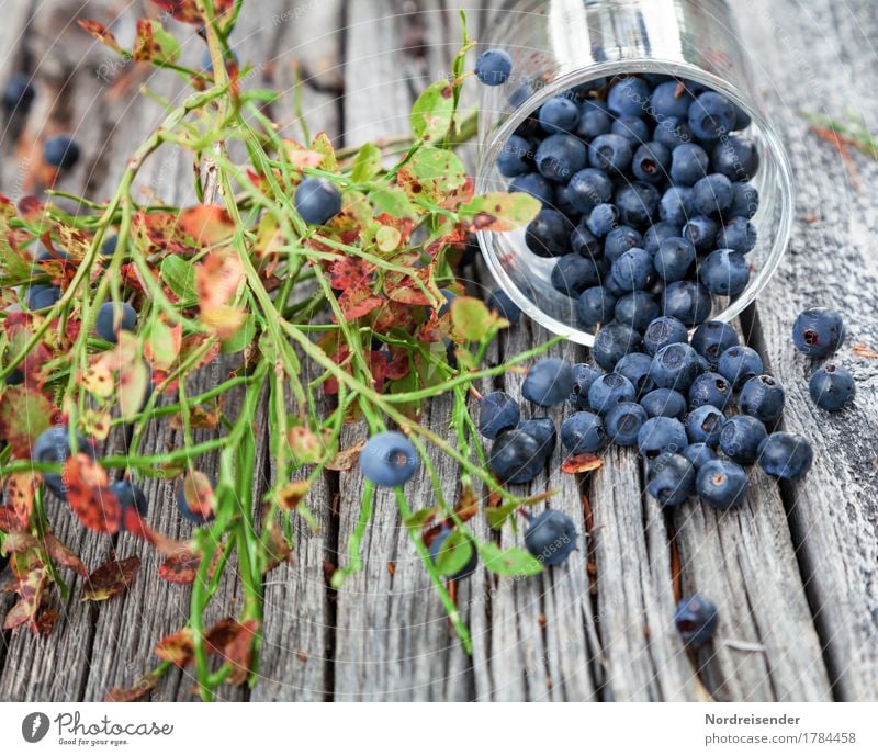 blueberries Food Fruit Nutrition Organic produce Vegetarian diet Glass Leisure and hobbies Trip Nature Plant Wild plant Forest Wood Eating Fresh Healthy