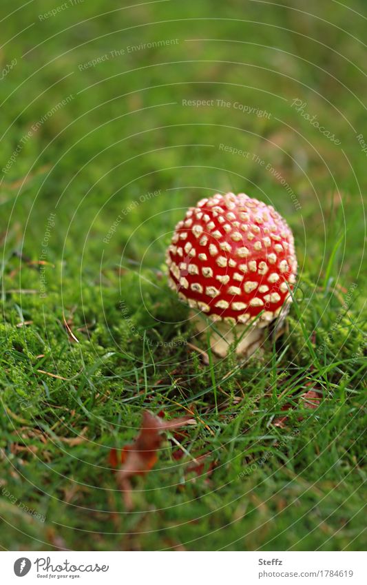 a little bird of happiness in a grassy meadow Amanita mushroom Mushroom Red toadstool Amanita Muscaria lucky devil Good luck charm symbol of luck red fungus