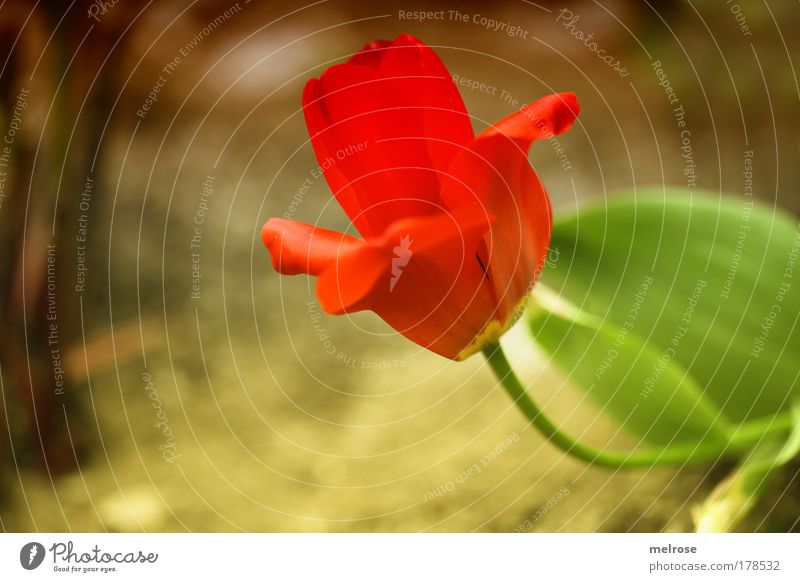 into the sun ... Colour photo Subdued colour Exterior shot Close-up Deserted Sunlight Blur Shallow depth of field Plant Summer Beautiful weather Tulip Park