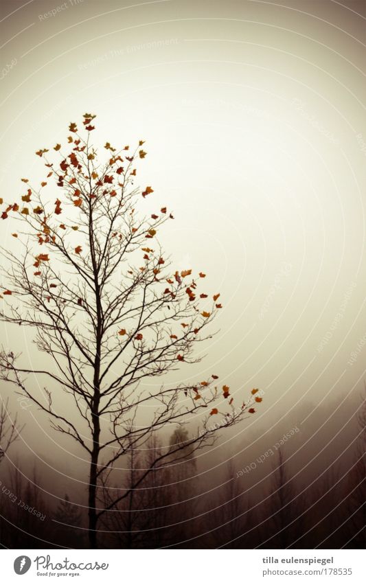 autumn leave Colour photo Subdued colour Exterior shot Experimental Copy Space right Copy Space top Day Silhouette Nature Autumn Bad weather Tree Forest Hill
