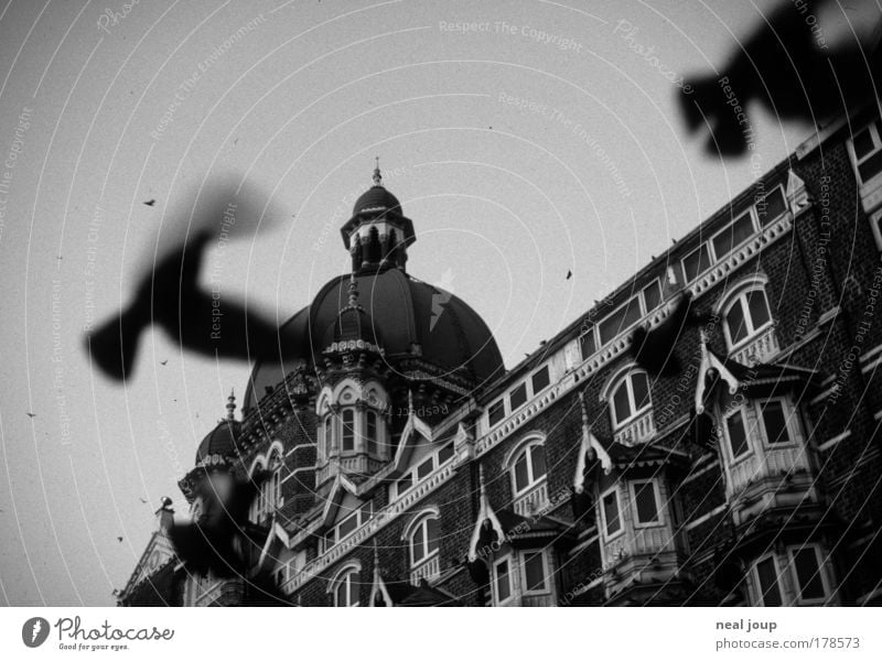 The Taj Mahal Palace welcomes the day Black & white photo Exterior shot Deserted Motion blur Bombay India Asia Hotel Facade Tourist Attraction Pigeon