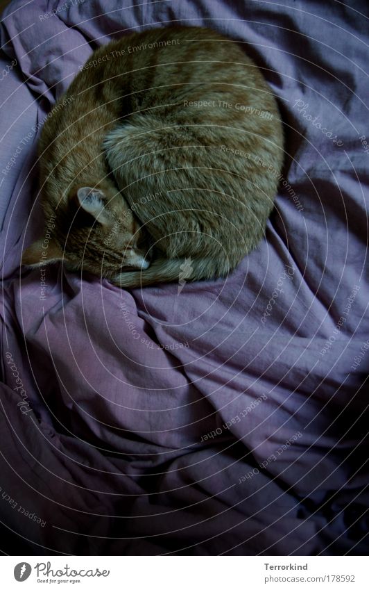 dark. Cat Domestic cat Sleep Roll curled Blanket Bed Violet Animal roll up put together Cuddling tenderness. to be very close far too far away Motionless