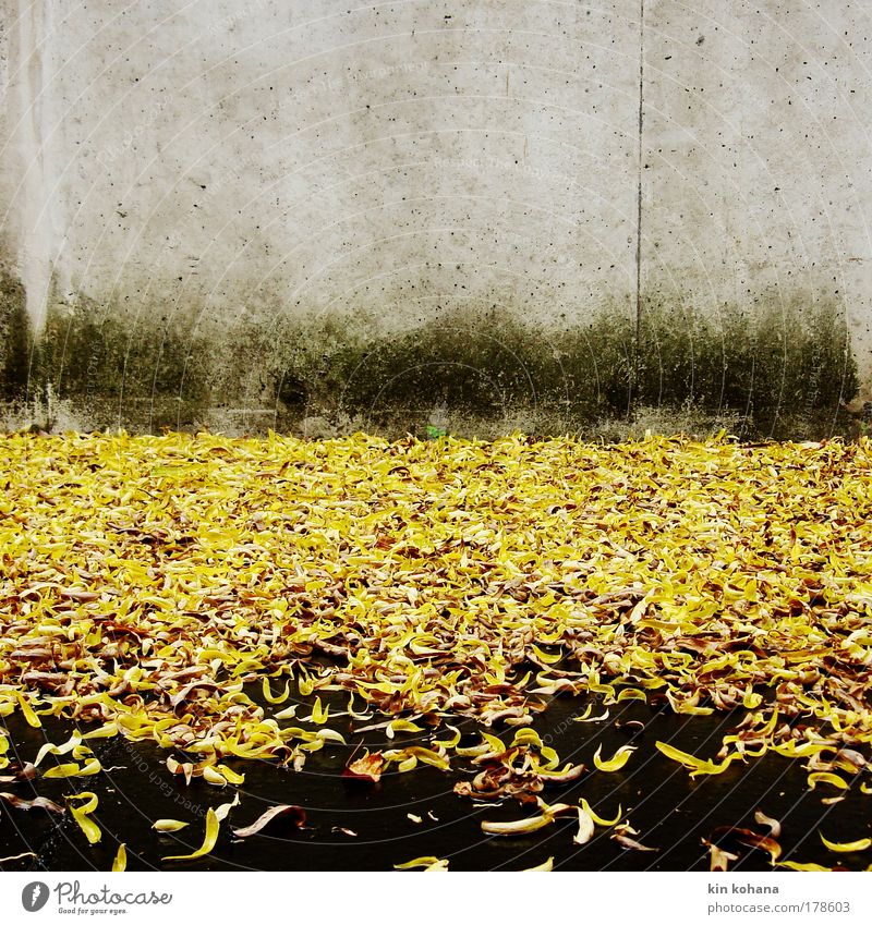 signal_color_02 Colour photo Exterior shot Deserted Copy Space top Day Autumn Leaf Wall (barrier) Wall (building) Gloomy Yellow Gold Grief Rain Concrete wall