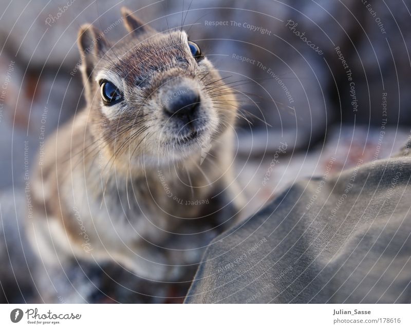 squril Colour photo Exterior shot Detail Macro (Extreme close-up) Bird's-eye view Looking into the camera Nature Crouch Squirrel Animalistic Sweet Curiosity