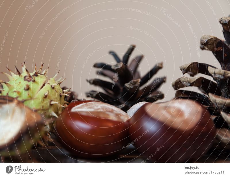 Autumn Handicraft Nature Plant Seed Chestnut tree Cone Tree fruit Brown Beginning Life Sustainability Survive Growth Thorn Colour photo Subdued colour