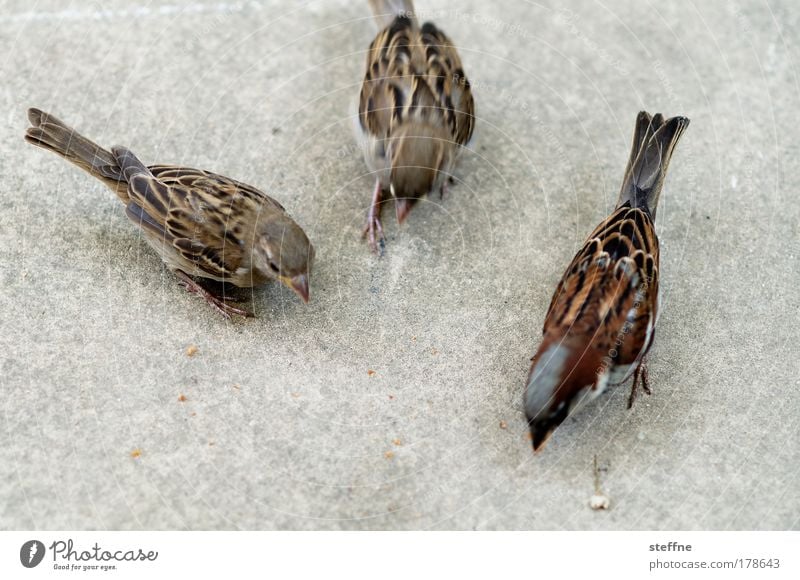 threesome Colour photo Exterior shot Animal portrait Wild animal Bird Sparrow 3 Feeding Nutrition