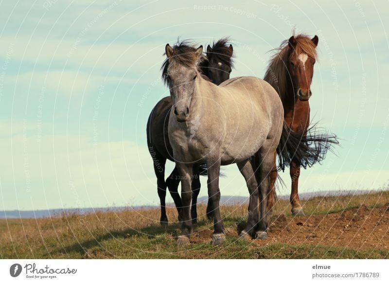 curious Icelanders Vacation & Travel Wind Horse Iceland Pony Mane Tails Gray (horse) Bay (horse) Black horse Group of animals Communicate Stand Authentic Free
