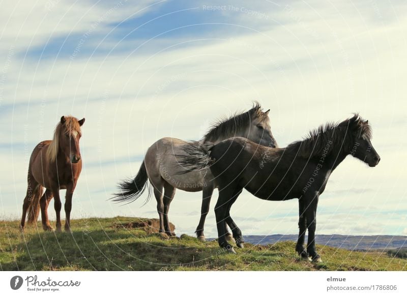 Icelanders Vacation & Travel Nature Beautiful weather Wind Horse Iceland Pony Black horse Gray (horse) Bay (horse) Mane Group of animals Communicate Stand