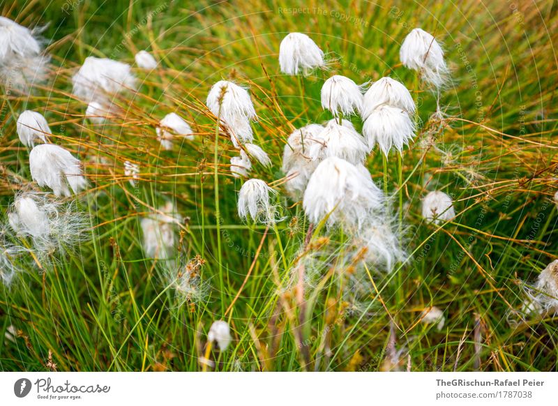 plant Nature Plant Brown Gold Green White Absorbent cotton Soft Flower Bog Grass Exterior shot Touch Colour photo Detail Deserted Day