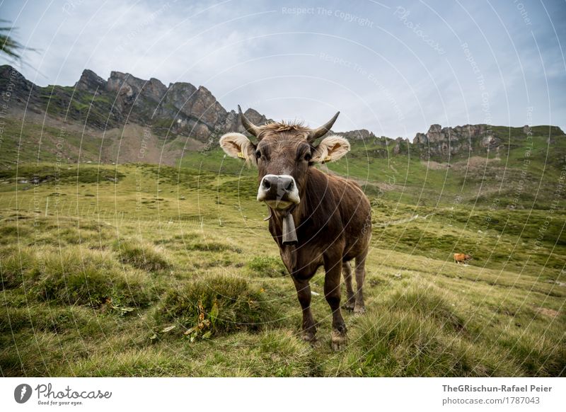 cow Animal Farm animal Cow 1 Blue Brown Green Bell Antlers Nose Curiosity Exterior shot To feed Pasture Mountain Milk Ear Switzerland Happy Colour photo