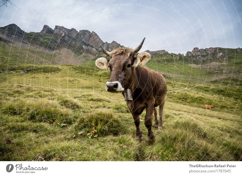 KUH II Animal Farm animal Cow 1 Brown Gray Green Cute Nose Bell Antlers Ear Mountain Set Pasture To feed Curiosity Milk Colour photo Exterior shot Deserted