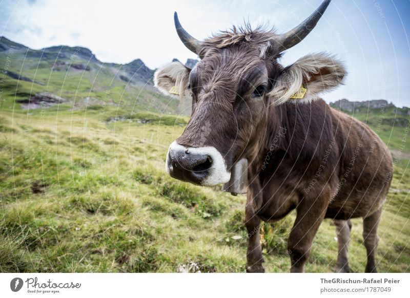 swiss cow Animal Farm animal Cow 1 Brown Green Black White Antlers Switzerland Alps Pasture Happy Grass To feed Bell Ear Nostril Cute Pelt Milk Hay Mountain