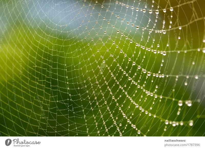 Dew drops on a spider's web Internet Environment Nature Spider's web Net Network Water Sign Ornament Line Drop Glittering Simple Fluid Cold Near Natural