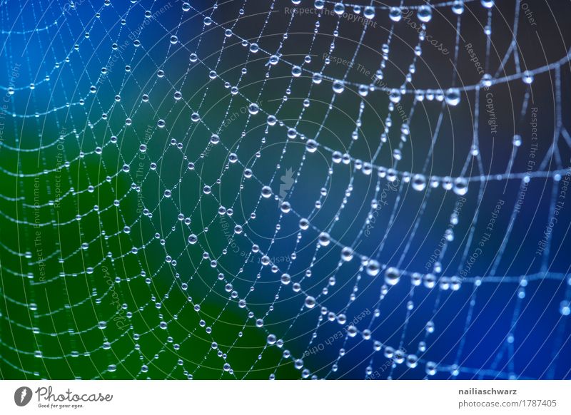 spider's web Internet Nature Water Drops of water Garden Elegant Fresh Wet Natural Beautiful Blue Green Power Peaceful Purity Expectation Accuracy Idyll Network