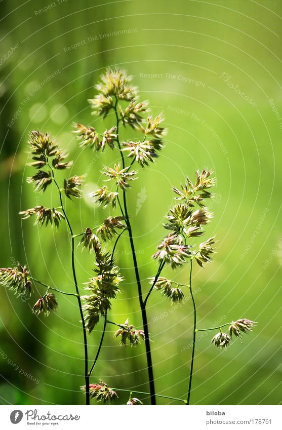green green grass Colour photo Exterior shot Pattern Structures and shapes Deserted Copy Space right Copy Space top Day Light Sunlight Deep depth of field