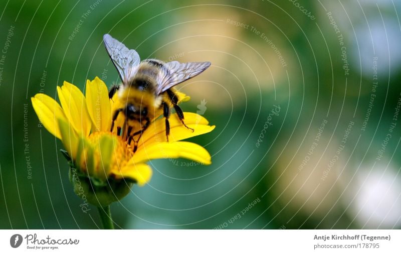 Just a tiny flap of the wing... Colour photo Exterior shot Close-up Day Sunlight Animal portrait Nature Landscape Spring Summer Beautiful weather Plant Flower