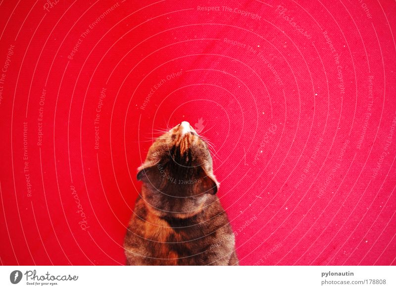 Red Cat II Carpet Animal Bird's-eye view Whisker Domestic cat Ear Pelt Pet Meow