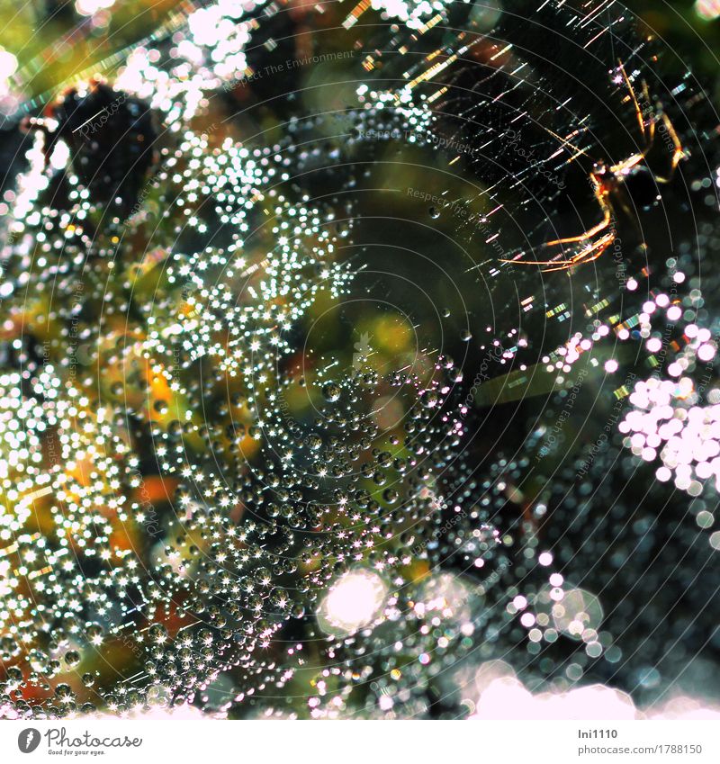 Spider web with dew drops Nature Air Water Drops of water Sun Sunlight Autumn Garden Park Meadow Field Wet naturally Multicoloured Yellow Red Black White