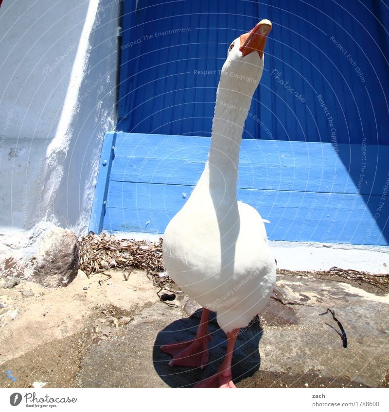 Goose nice and stuck-up Poultry House (Residential Structure) Wall (barrier) Wall (building) Facade Animal Farm animal Bird 1 Feeding Brash Cute Wild Blue White