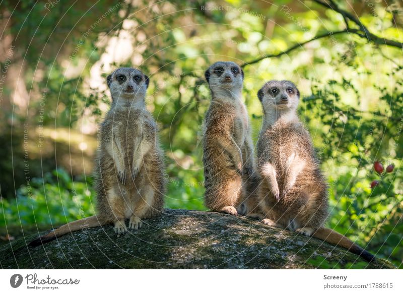 The three from the lookout... Vacation & Travel Tourism Trip Nature Plant Animal Summer Tree Bushes Meerkat 3 Observe Looking Attentive Watchfulness Curiosity