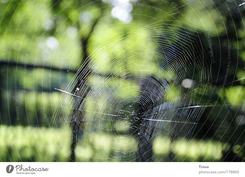 perfect Colour photo Exterior shot Morning Day Contrast Nature Green Black Beautiful Disciplined Endurance Esthetic Art Spider's web bike net Build Catch Woven