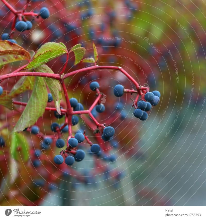 maiden vine Environment Nature Plant Autumn Beautiful weather Leaf Wild plant Virginia Creeper Berries Poison Garden Hang Growth Esthetic Authentic Uniqueness