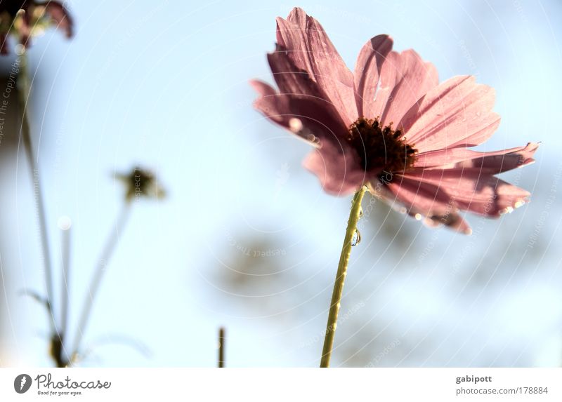 pastel Colour photo Subdued colour Exterior shot Close-up Deserted Day Back-light Shallow depth of field Worm's-eye view Environment Nature Landscape Plant