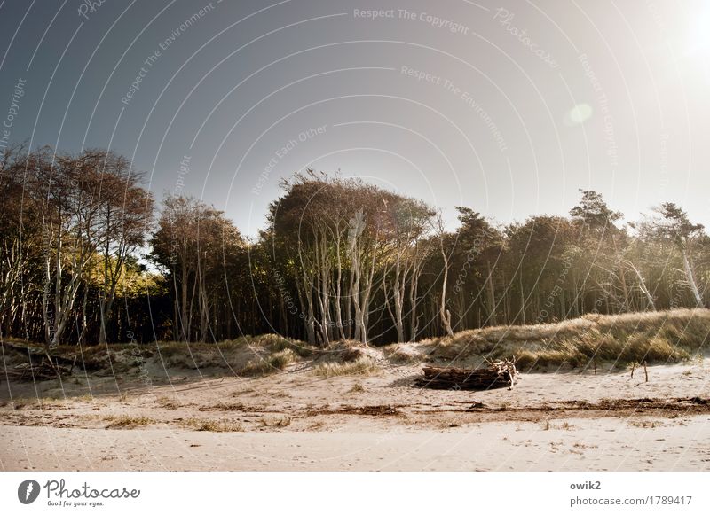 Wood and sand Environment Nature Landscape Plant Air Cloudless sky Autumn Climate Beautiful weather Warmth Tree Bushes Beach Baltic Sea Sandy beach