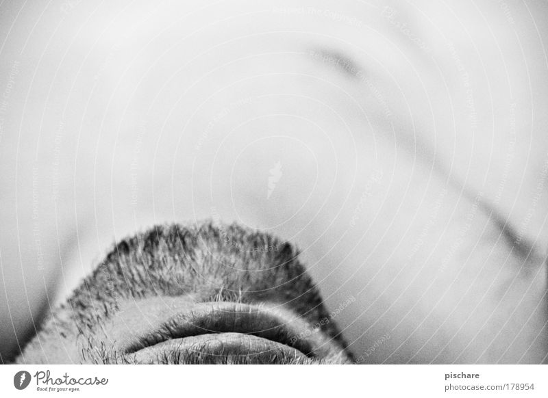 face vs. text space Black & white photo Detail Copy Space top Contrast Shallow depth of field Body Skin Human being Masculine Man Adults Mouth Lips Facial hair