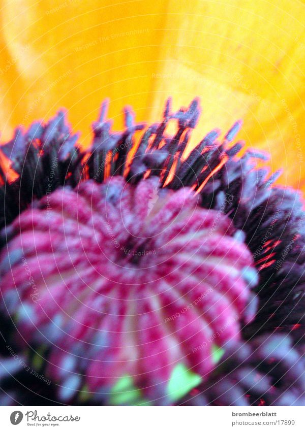 poppy Flower Blossom Detail Nature Orange Close-up