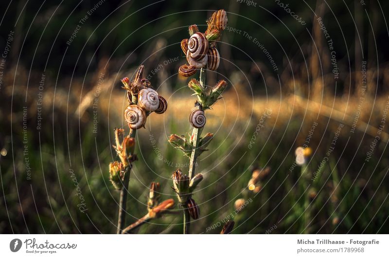 Snails in the evening sun Environment Nature Landscape Plant Animal Sunlight Beautiful weather Flower Grass Bushes Blossom Wild plant Meadow Wild animal
