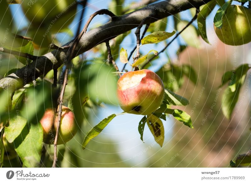 bio apple Fruit Apple Tree Agricultural crop Apple tree Fruittree meadow Fresh Healthy Juicy Sweet Brown Multicoloured Yellow Green Red Mature Eroded